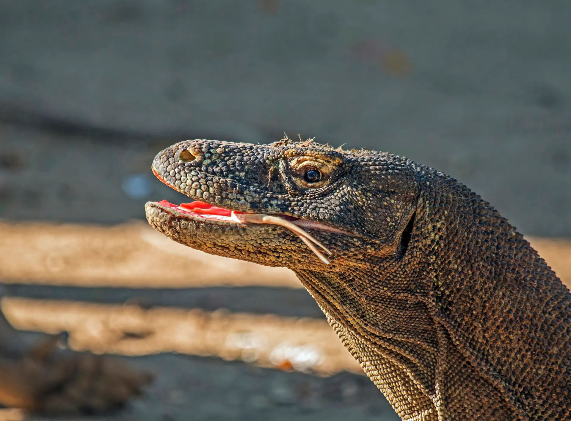 Ein Komodowaran läuft auf trockenem Boden im Komodo-Nationalpark