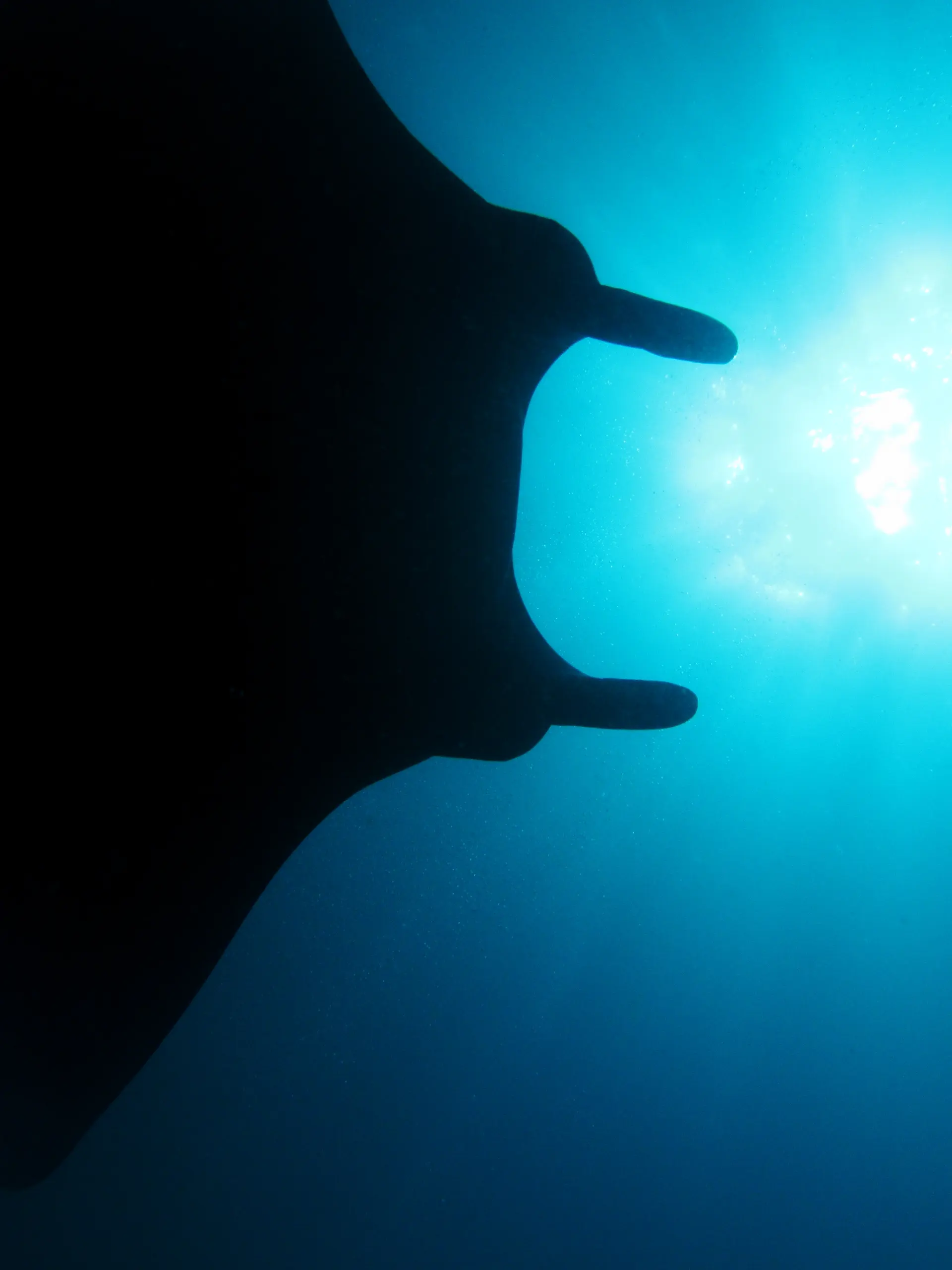 Ein Riff-Manta, der über das Riff im Komodo-Nationalpark schwimmt