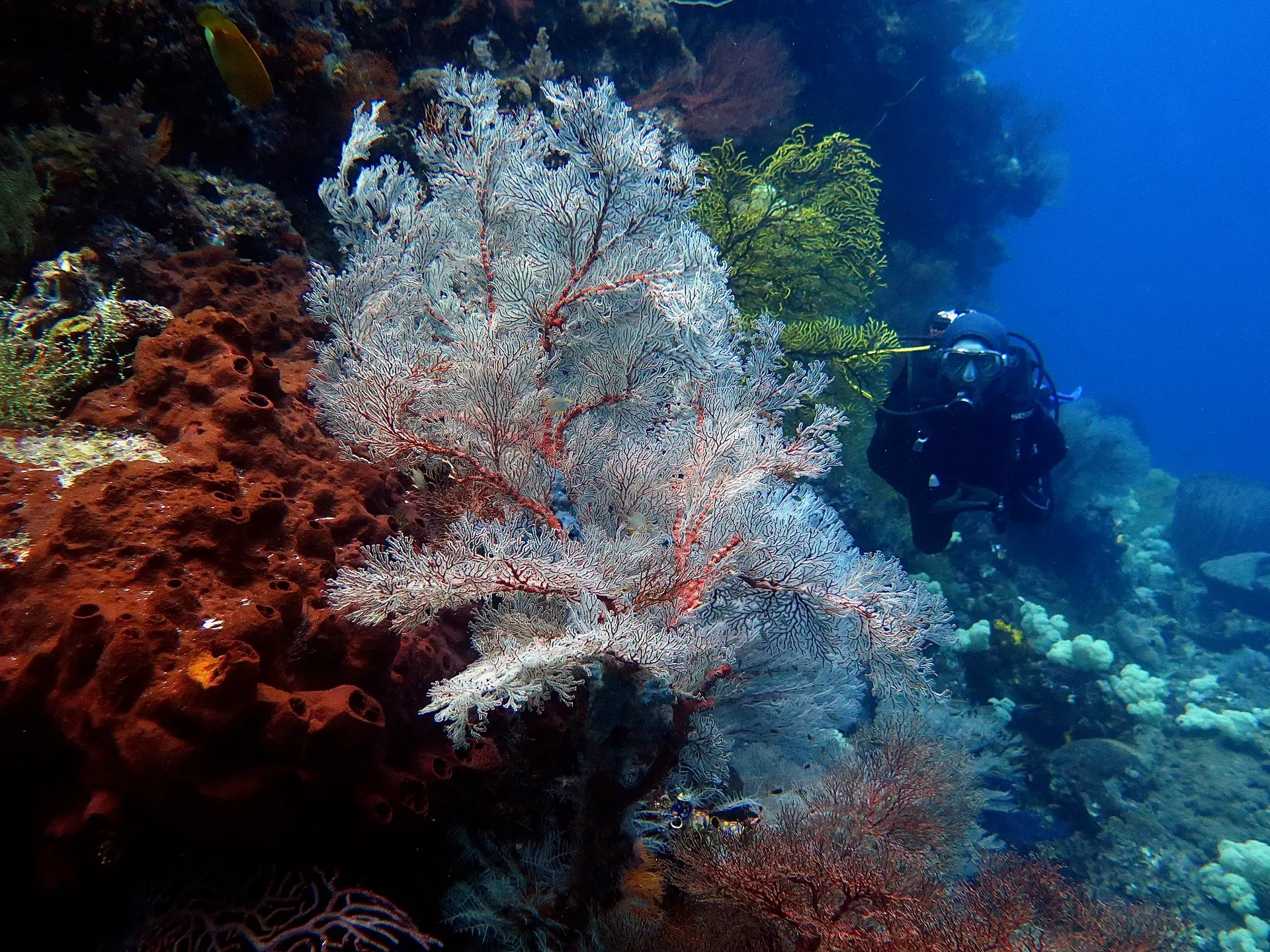 Gran abanico de mar en una pared de Misool, Raja Ampat