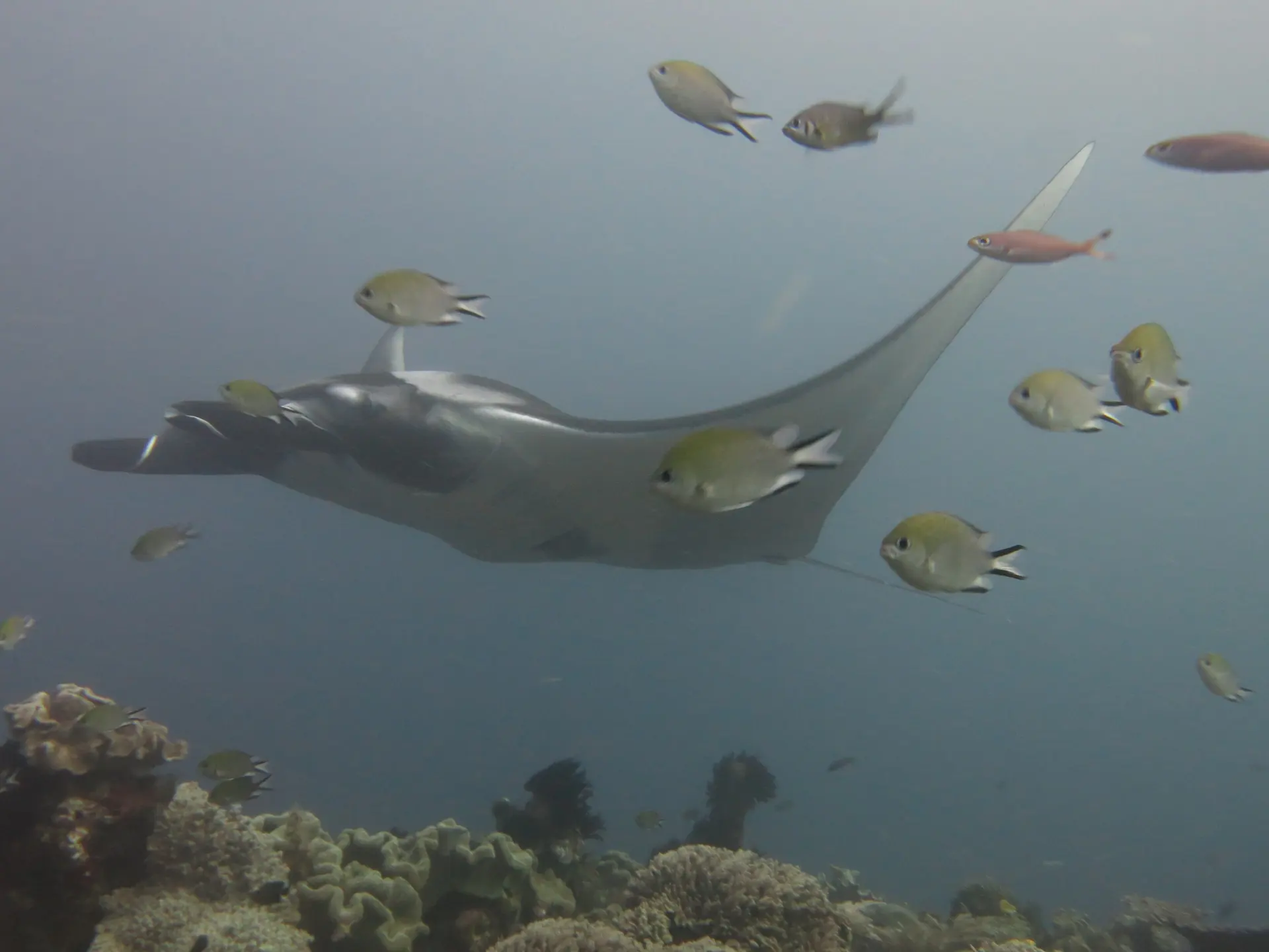 Una manta planeando sobre el arrecife en Raja Ampat