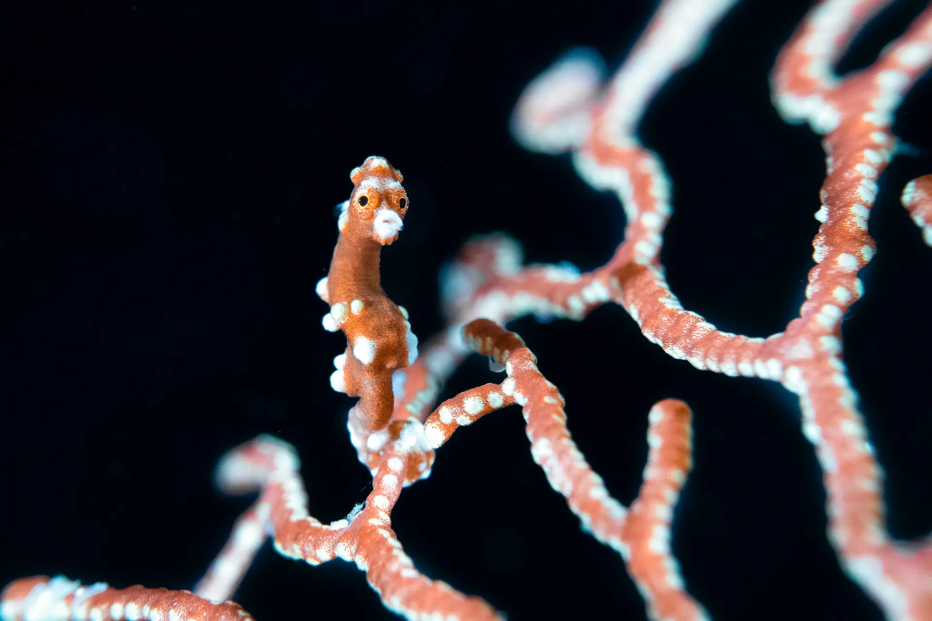 Caballito de mar pigmeo sobre un abanico de mar en Raja Ampat