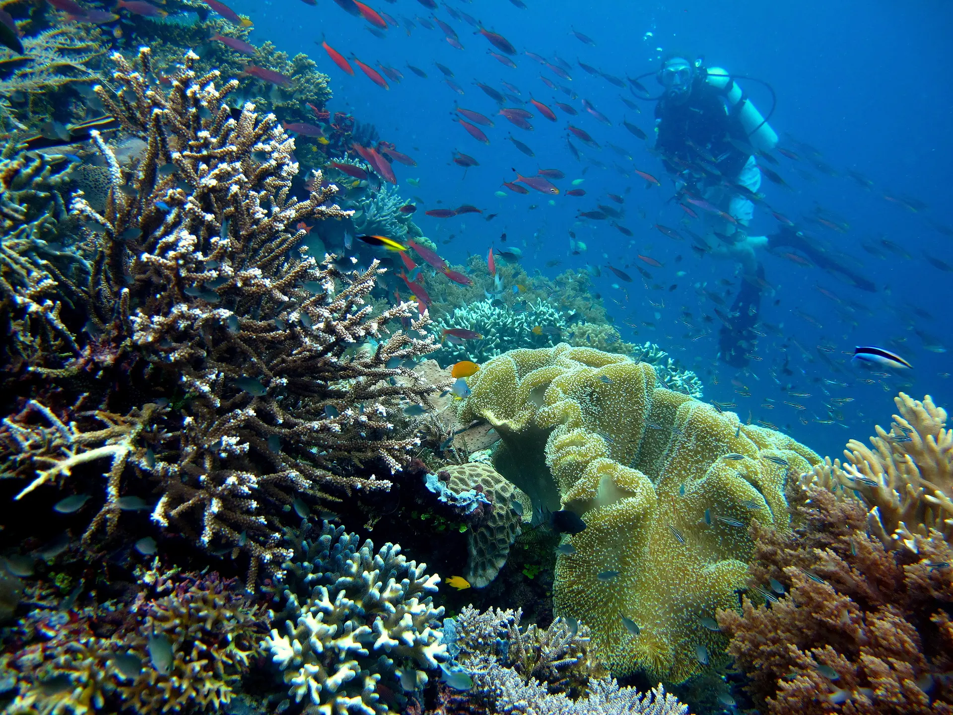 Buzo sobre un colorido arrecife de coral en Raja Ampat