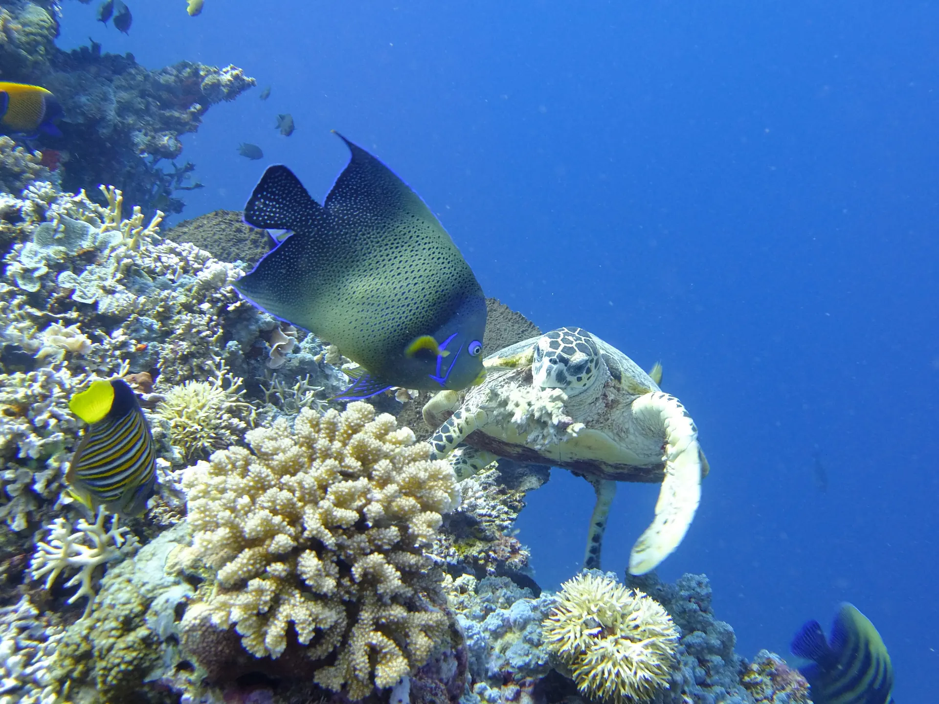 Hawksbill turtle swimming over the reef at Moyo Island