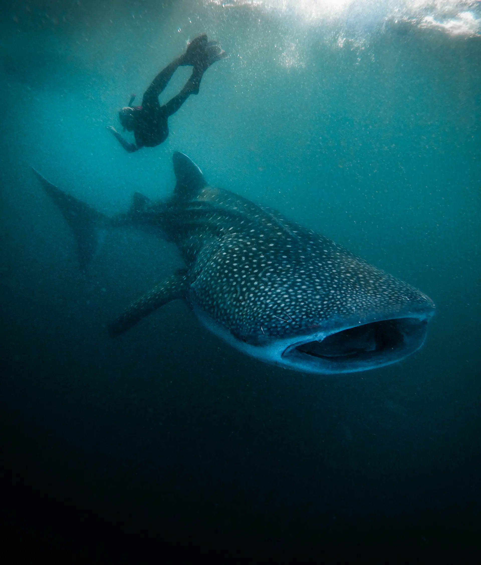 Whale shark feeding near the surface beside a fishing platform in Saleh Bay