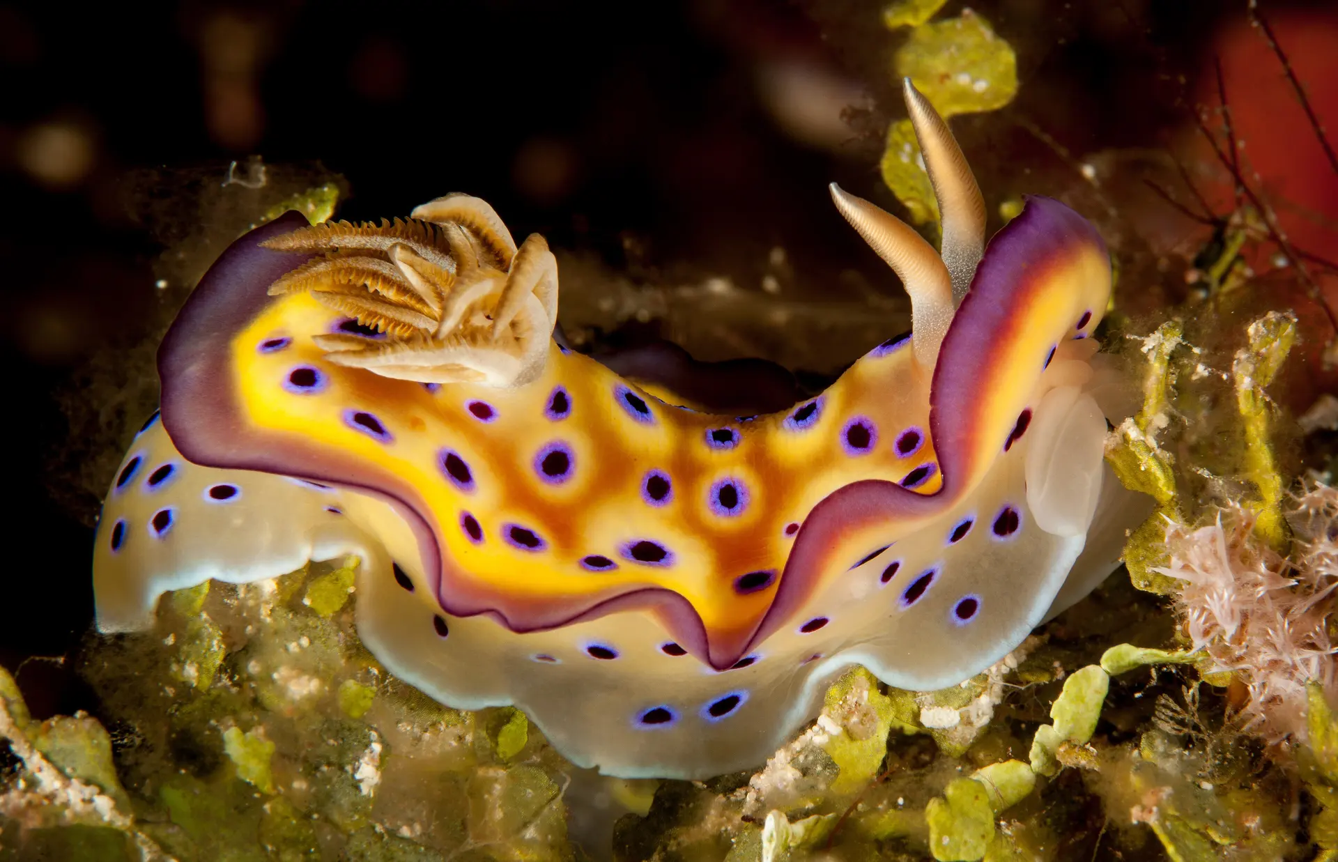 Colourful nudibranch on the reef in Wakatobi