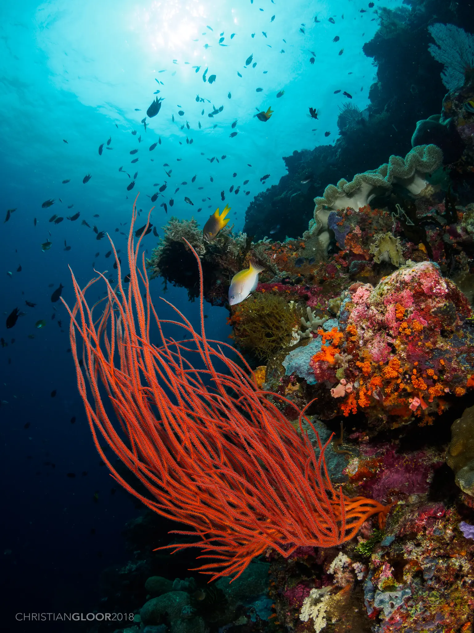 Reef fish swimming over coral in clear water in Wakatobi