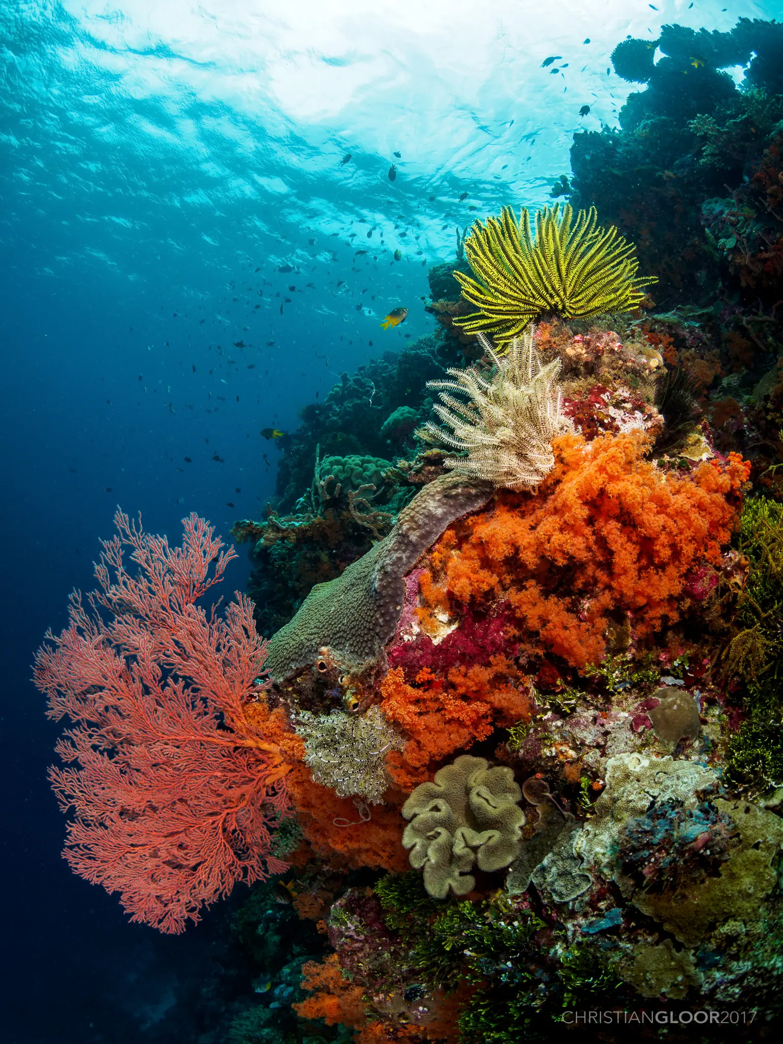 Soft corals and reef fish on a Wakatobi reef