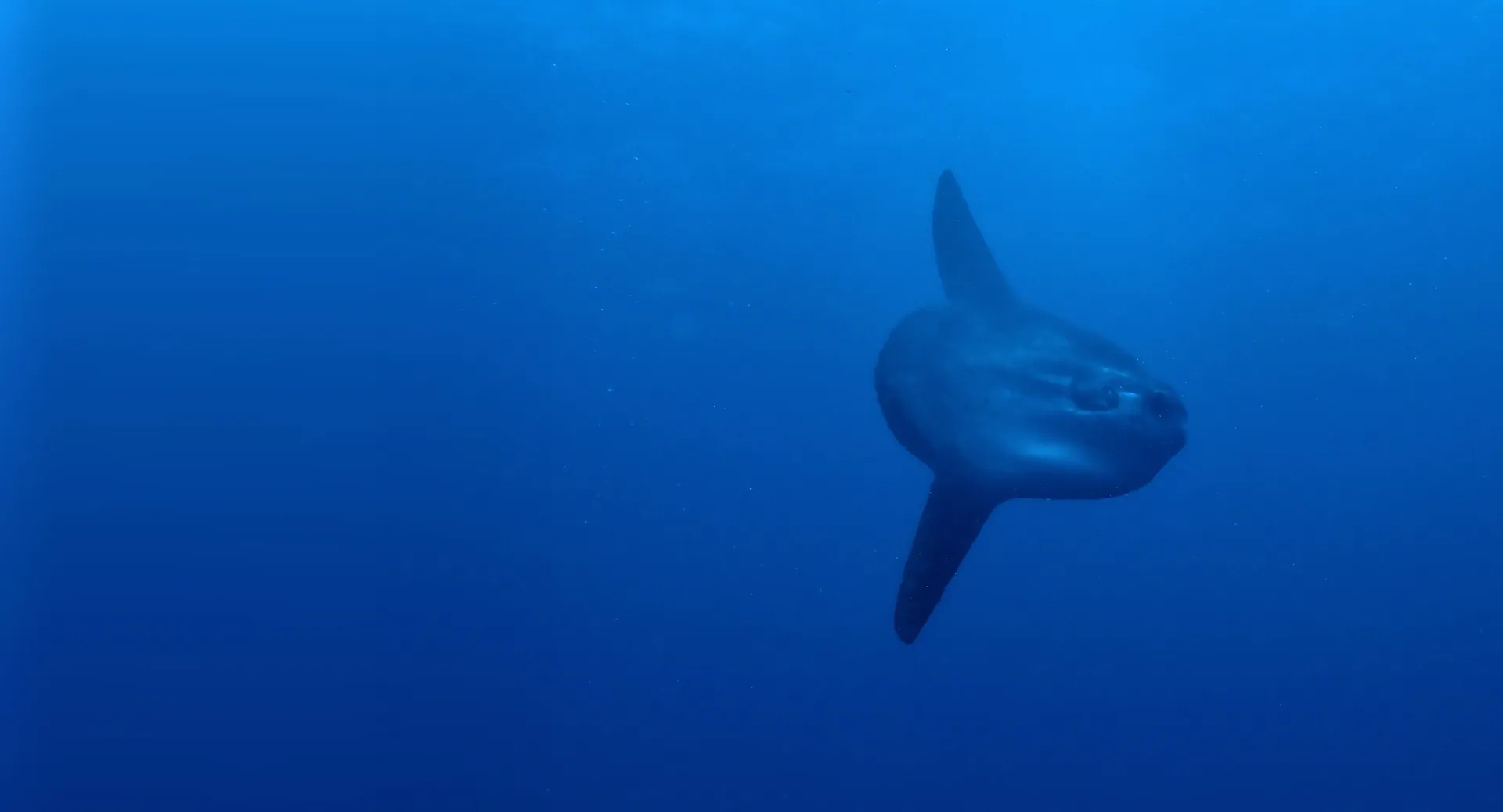 Mola mola ocean sunfish in deep blue water