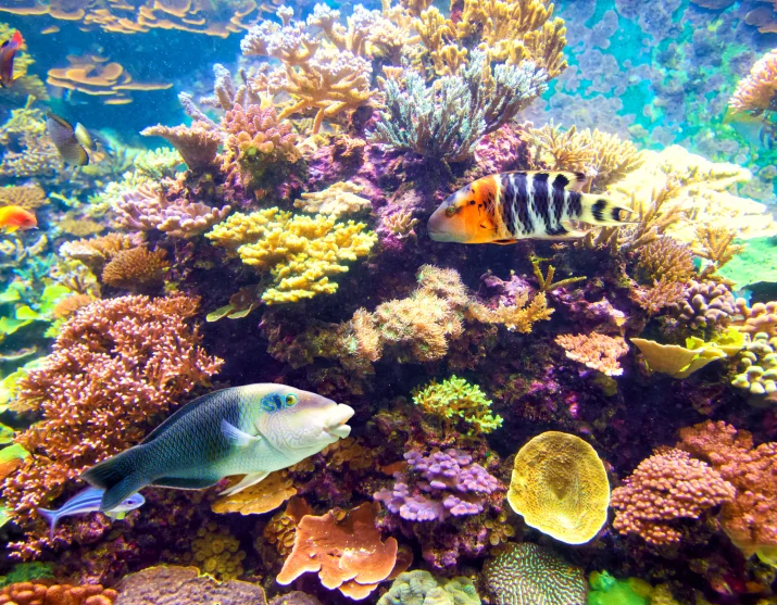 Marine life in Komodo National Park