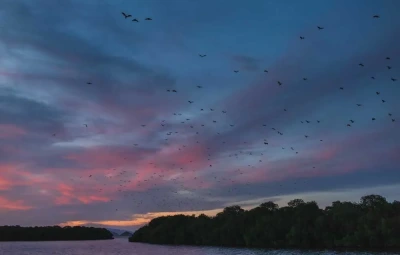 Flying Foxes at Kalong Island