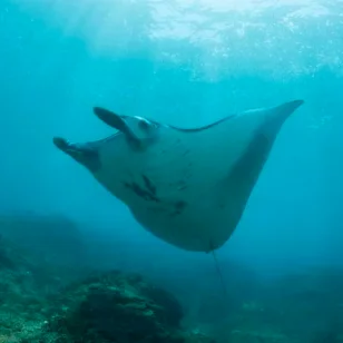 Scuba Diving with the Manta Rays