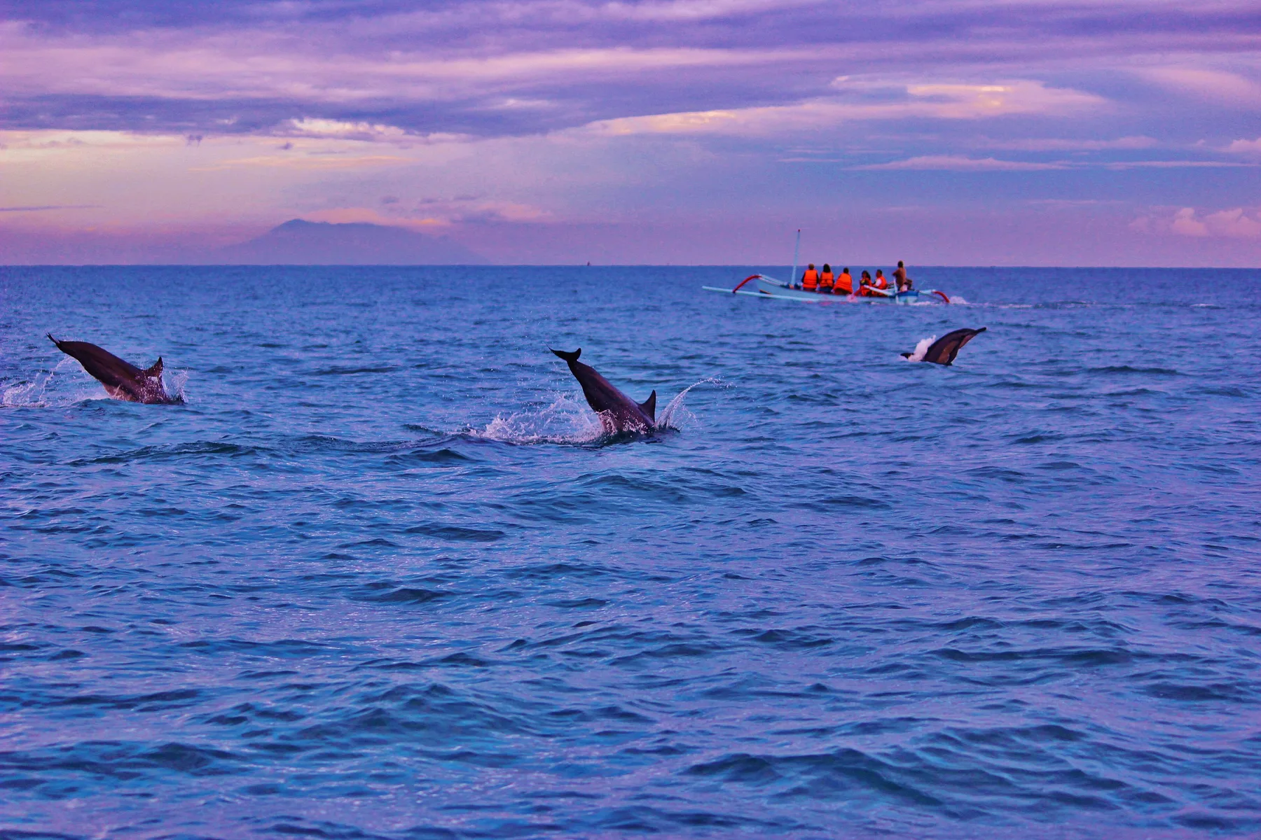 Spinner dolphins breaking the surface at dawn off Lovina in north Bali, with a traditional jukung outrigger full of tourists in orange life jackets and the volcanoes of east Java on the horizon.