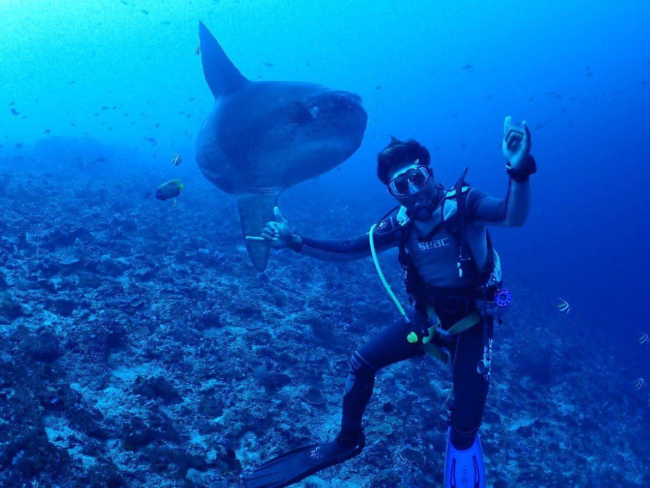 3 Secrets To See Mola Mola In Bali Neptune Scuba Diving