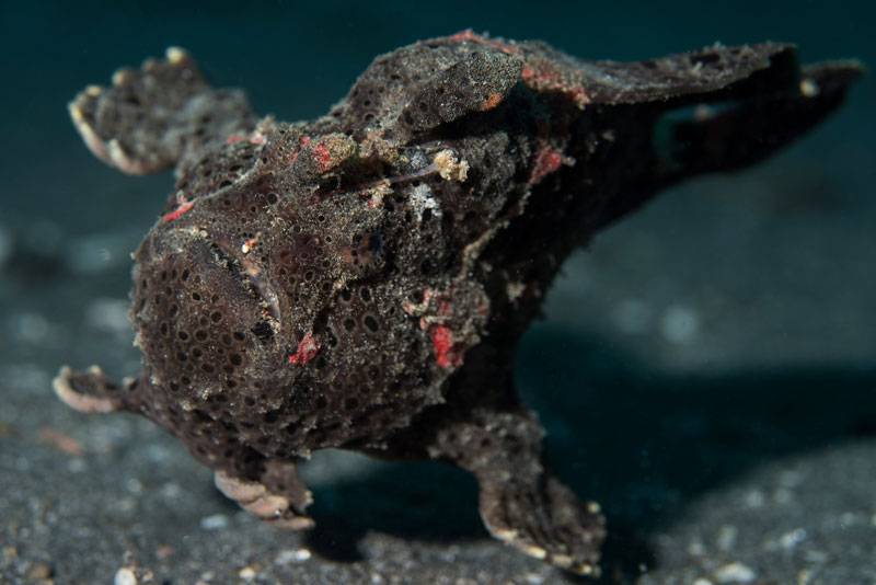 Ikan Katak di Padang Bai