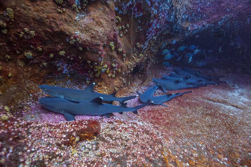 Gili Shark Cave Bali