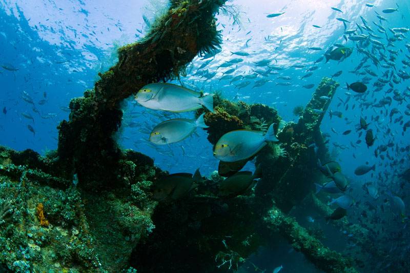 Liberty Shipwreck Tulamben