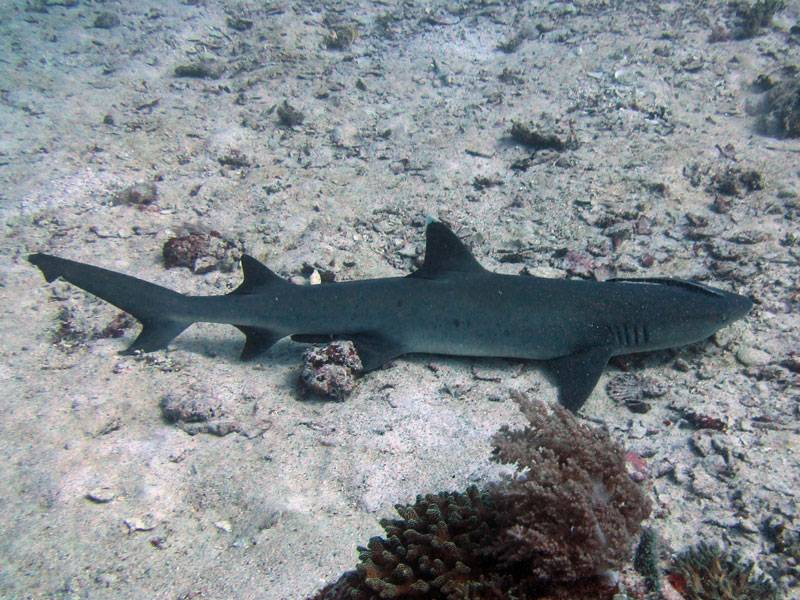 mawan shark