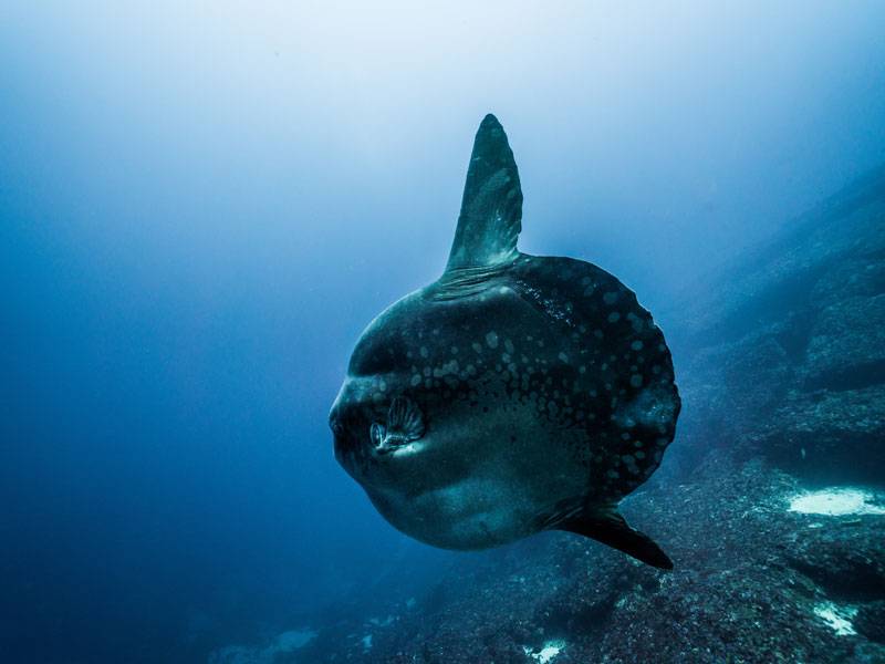 Mola Mola In Bali