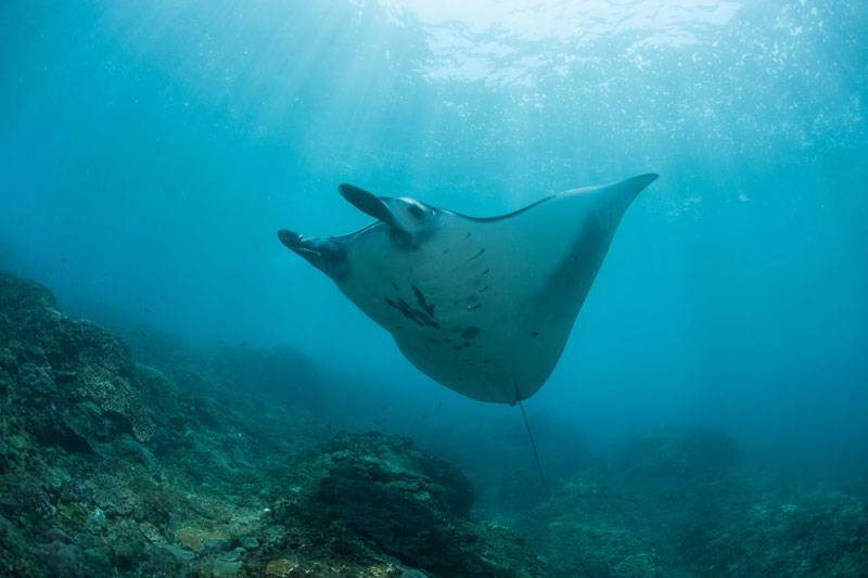 snorkeling nusa penida manta