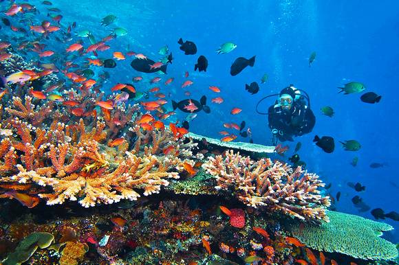 Top 5 Best Dive Sites In Bali