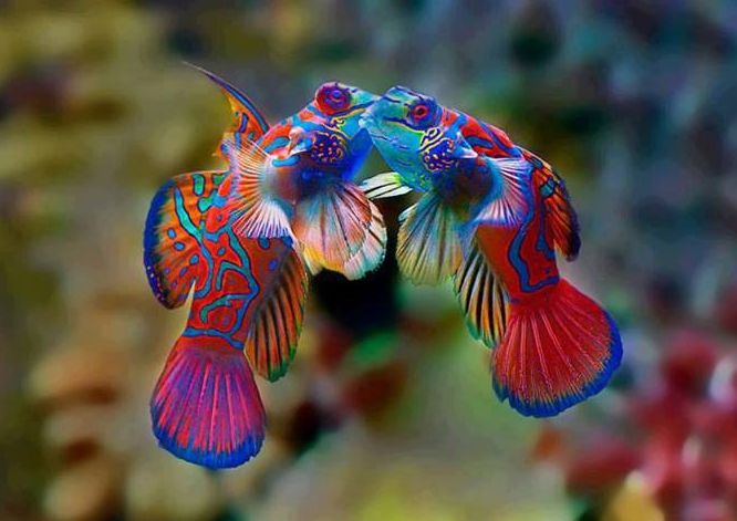 Mandarin Fish