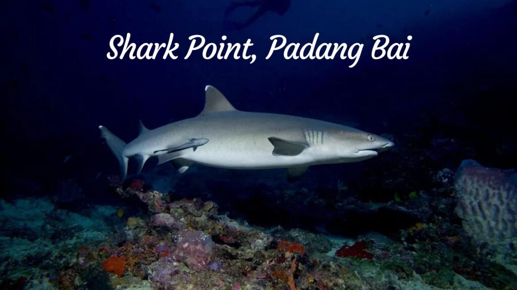 Shark Point, Padang Bai
