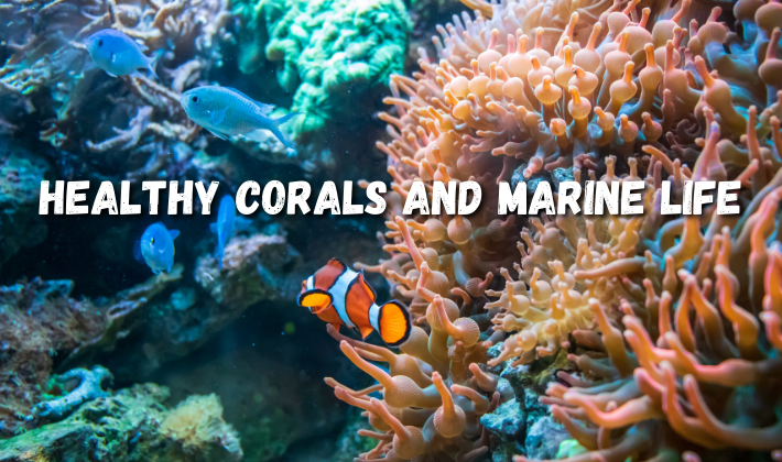 Healthy Corals and Marine Life