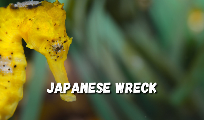 Japanese Wreck