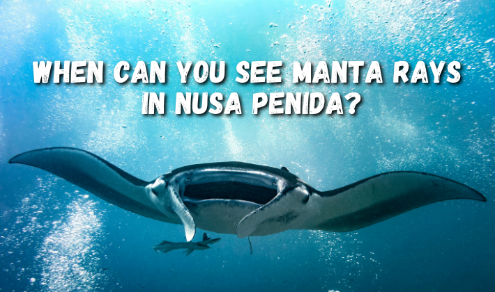 When can you see manta rays in Nusa Penida