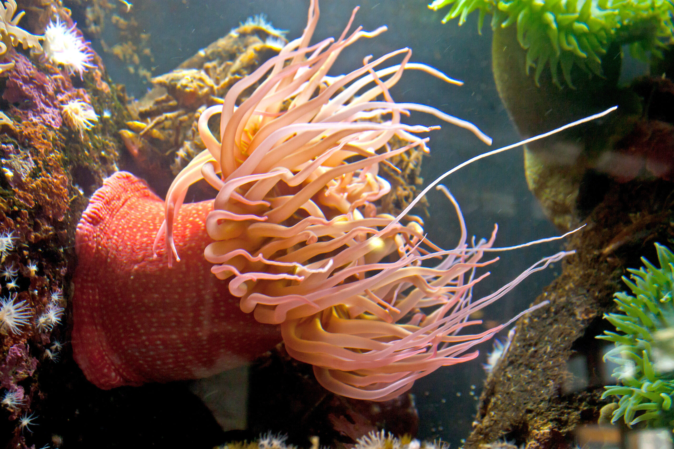 anemone SBI 300269089 scaled