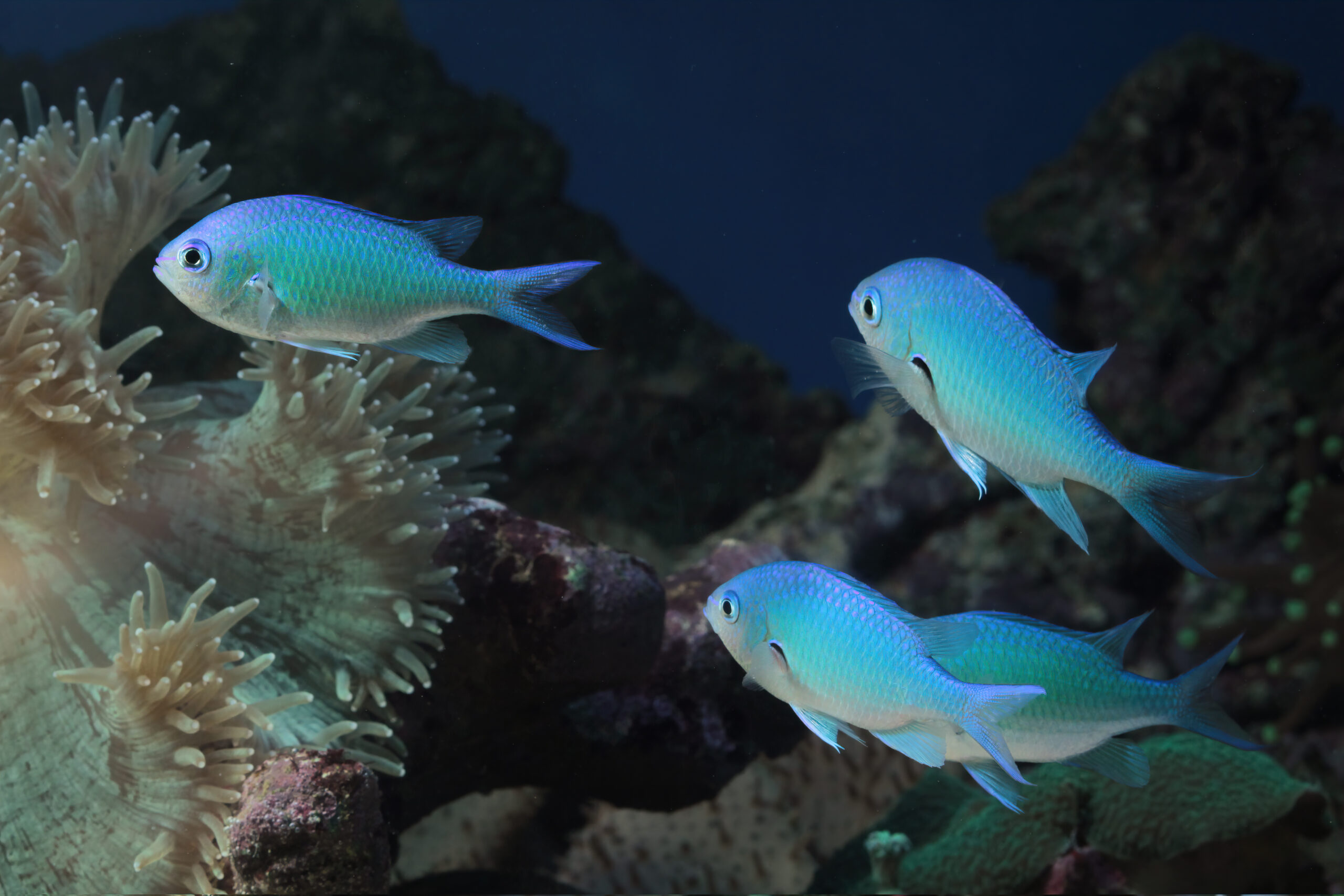 beautiful fish seabed coral reefs underwater beauty fish coral reefs scaled