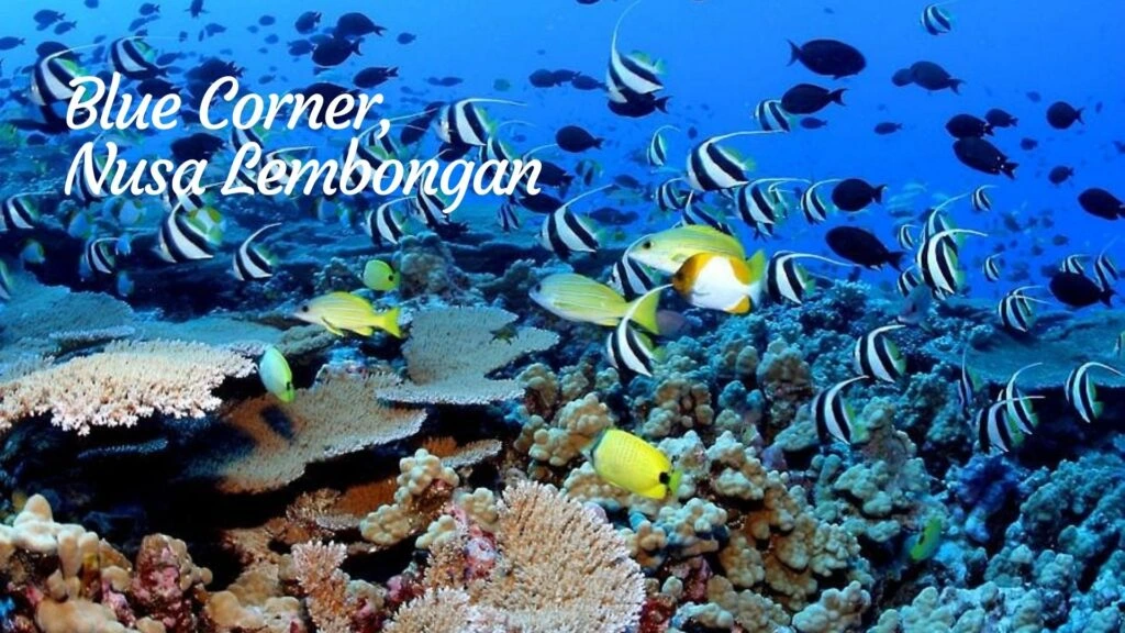 Blue Corner, Nusa Lembongan