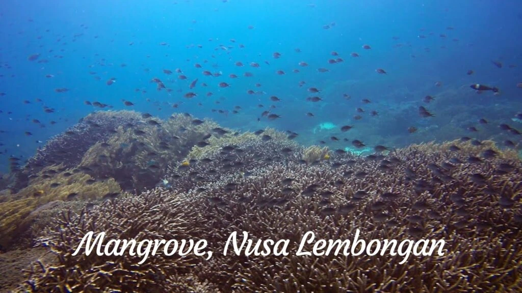 Mangrove, Nusa Lembongan
