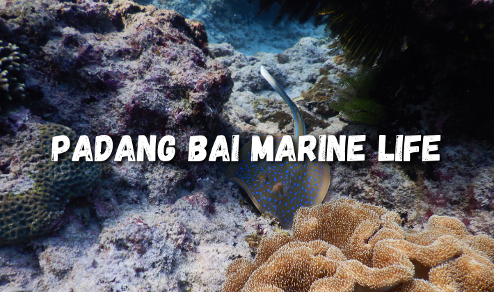 Padang Bai marine life