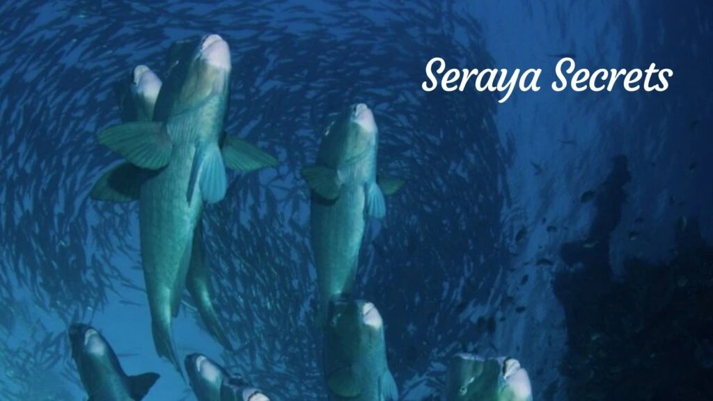 Seraya Secrets