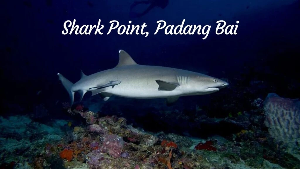 Shark Point, Padang Bai