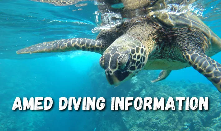 Amed Diving Information