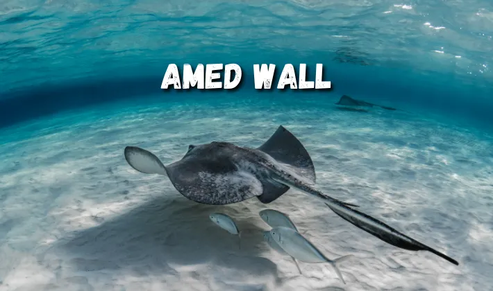 Amed Wall