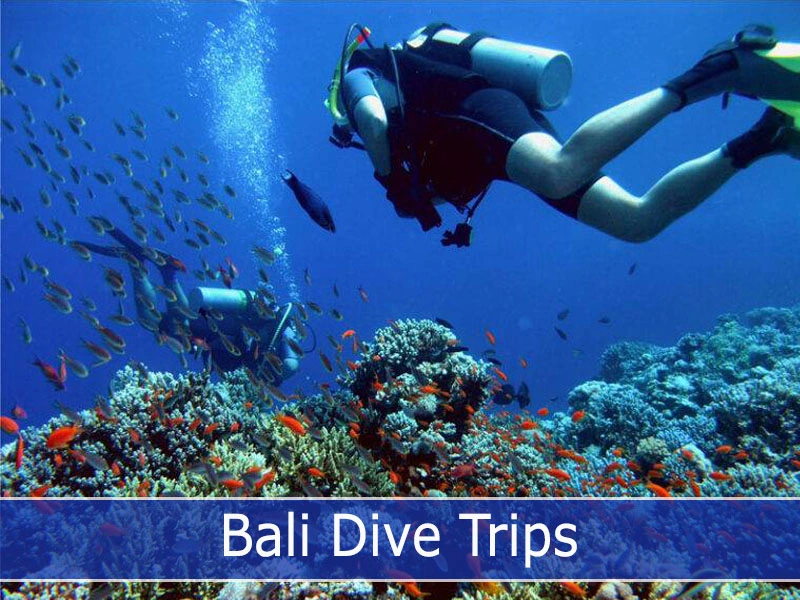 Bali Dive Trips