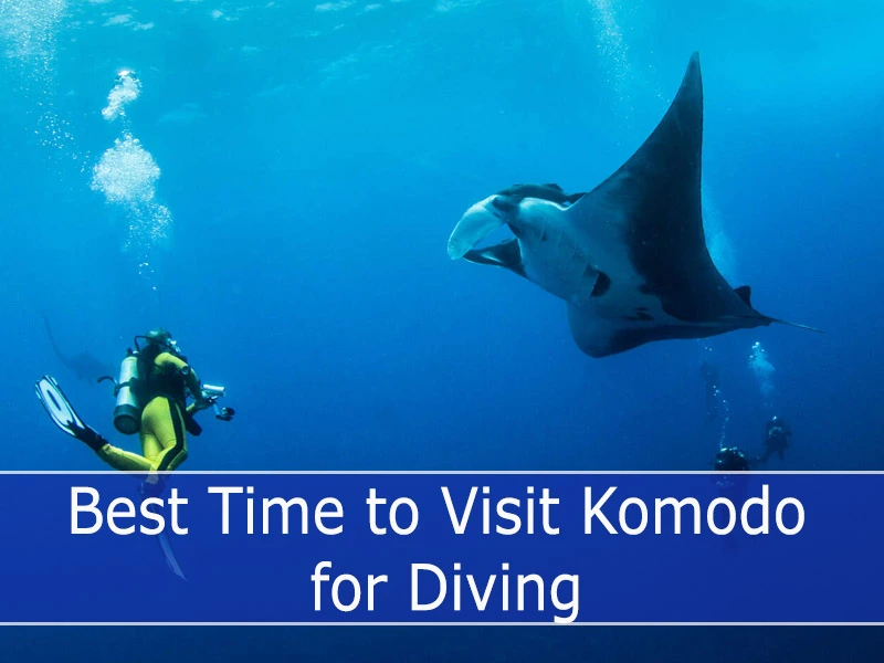 Best Time to Visit Komodo for Diving