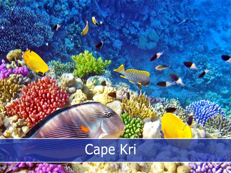 Cape Kri