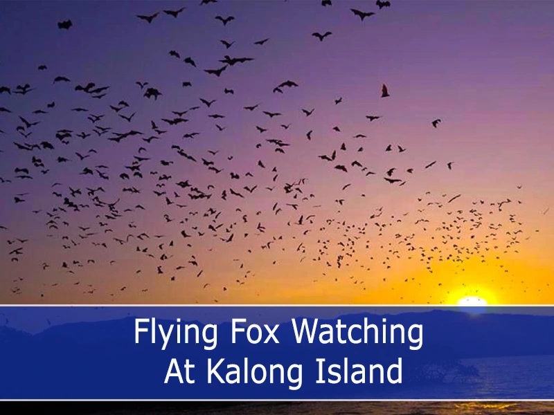 Flying Fox Watching At Kalong Island