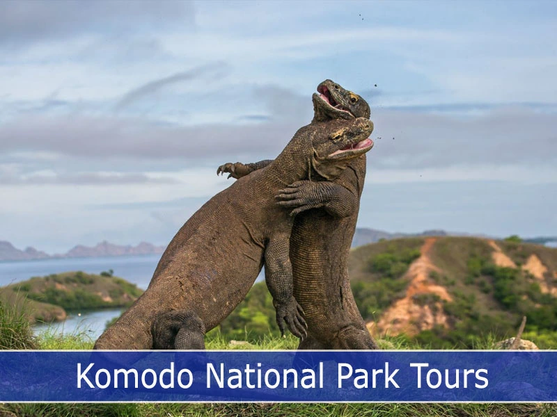 Komodo National Park Tours