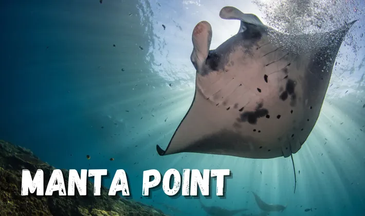 Manta Point