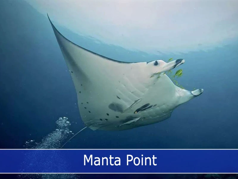 Manta Point