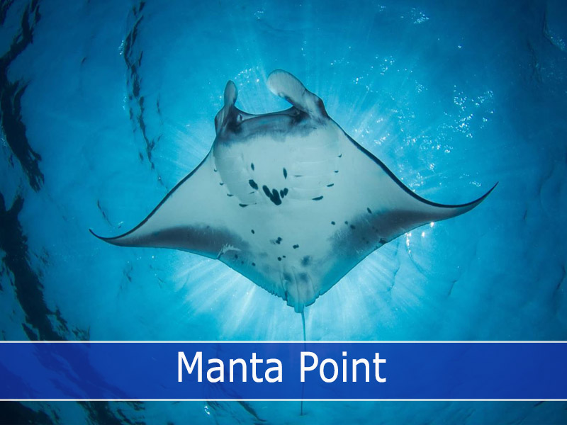 Manta Point