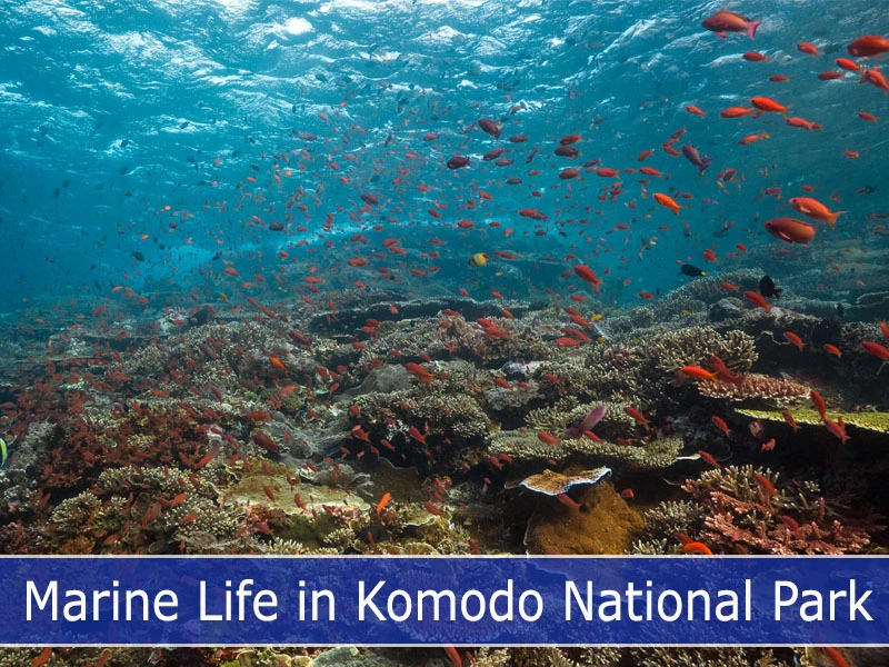 Marine Life in Komodo National Park