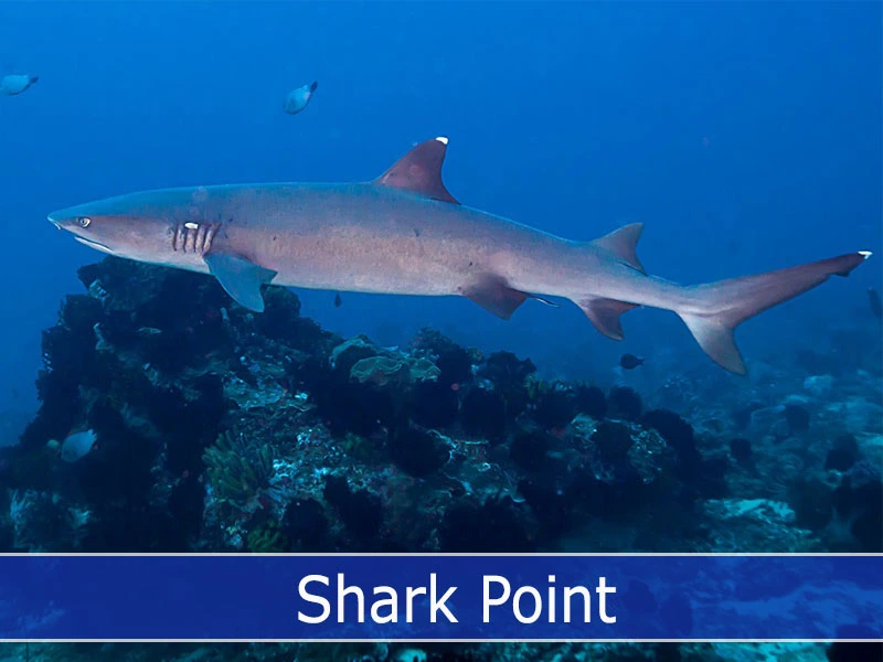 Shark Point