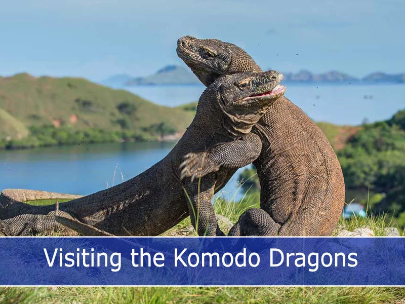 Visiting the Komodo Dragons