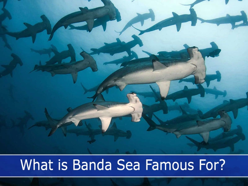 What is Banda Sea famous for?